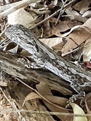 Amphibolurinae