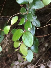 Metrosideros carminea