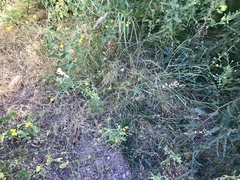 Eragrostis echinochloidea