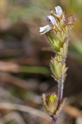 Krylov's Eyebright (Euphrasia krylovii)