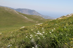 Cerastium biebersteinii