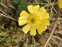 Ranunculus nivicola