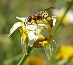 Euodynerus hidalgo viereckii