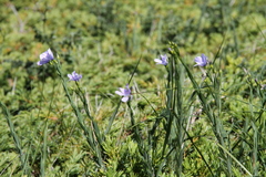 Linum nervosum