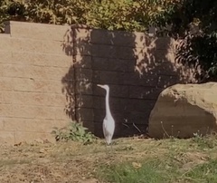 Ardea alba