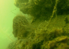 Hypoplectrodes jamesoni