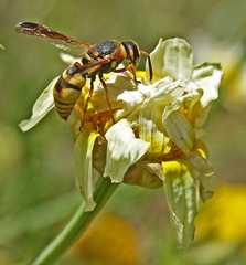 Euodynerus hidalgo viereckii