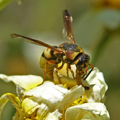 Euodynerus hidalgo viereckii