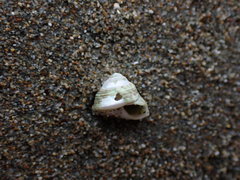 Coelotrochus oppressus