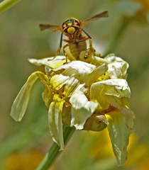 Euodynerus hidalgo viereckii