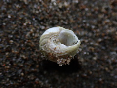 Coelotrochus oppressus