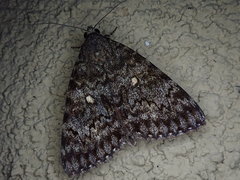 Catocala actaea