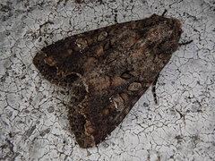 Mamestra brassicae