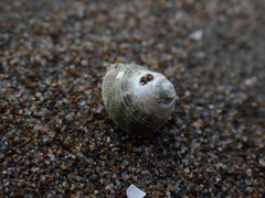 Coelotrochus oppressus