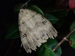 Lygephila maxima
