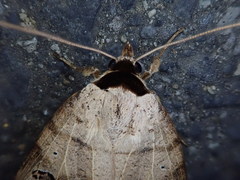 Lygephila maxima