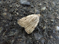 Neachrostia bipuncta