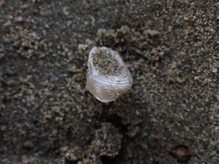 Micrelenchus sanguineus