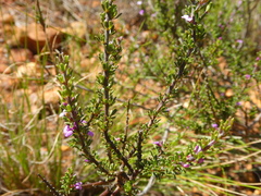 Muraltia rhamnoides
