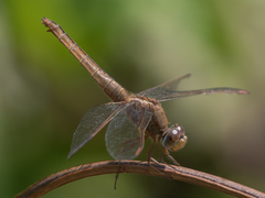 Crocothemis servilia