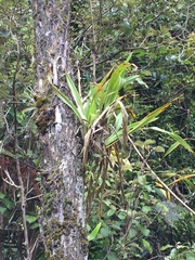Phormium cookianum hookeri