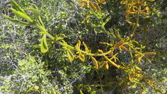 Phoradendron brachystachyum