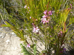Coleonema aspalathoides
