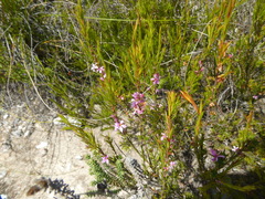 Coleonema aspalathoides