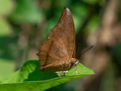 Charaxes bernardus
