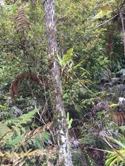 Phormium cookianum hookeri