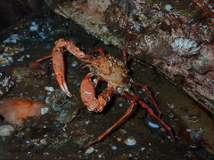 Chorilia longipes