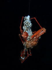 Chorilia longipes
