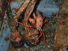Chorilia longipes