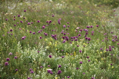 Allium rotundum jajlae