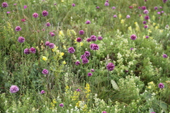 Allium rotundum jajlae