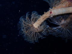 Schizobranchia insignis