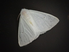 Arctornis kumatai