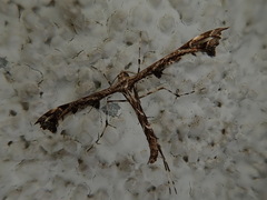 Amblyptilia punctidactyla