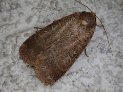 Sineugraphe bipartita