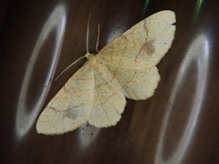 Exangerona prattiaria