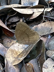 Faunis canens arcesilas