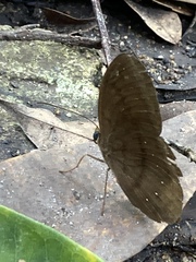 Faunis canens arcesilas