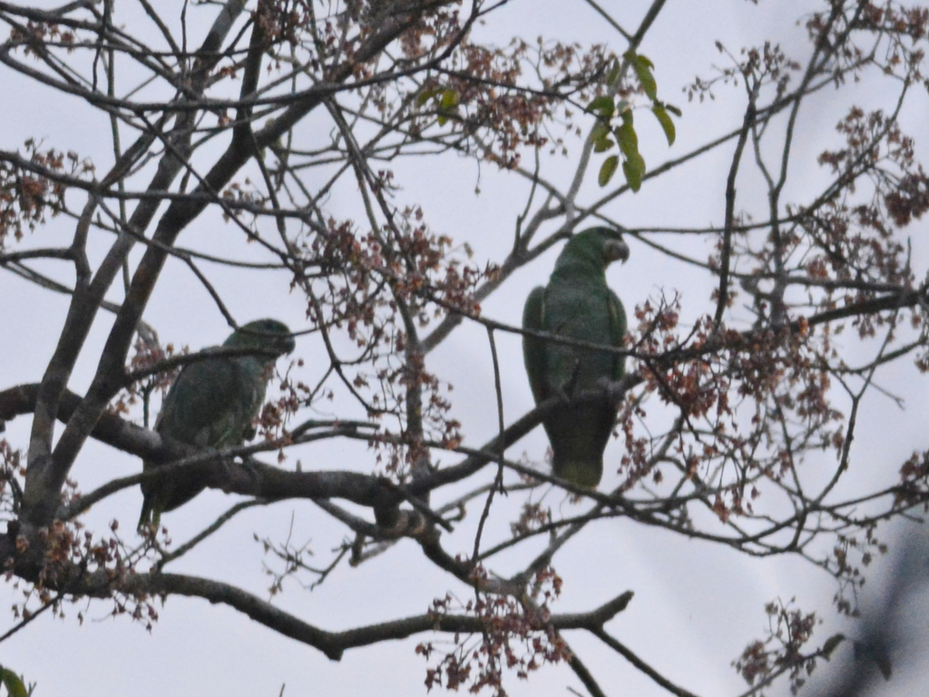 Amazona de Kawall, Amazona kawalli