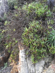 Limbarda crithmoides longifolia