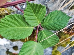 Candicantes