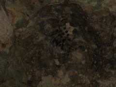 Macrotus waterhousii