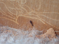 Theocolax formiciformis