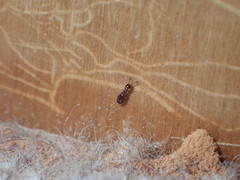 Theocolax formiciformis