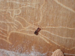 Theocolax formiciformis