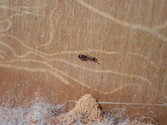 Theocolax formiciformis